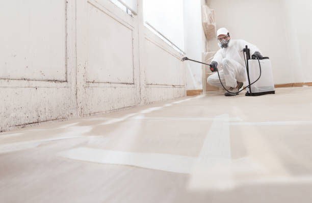 24/7 Emergency Attic Mold Removal experts in The Colony, TX