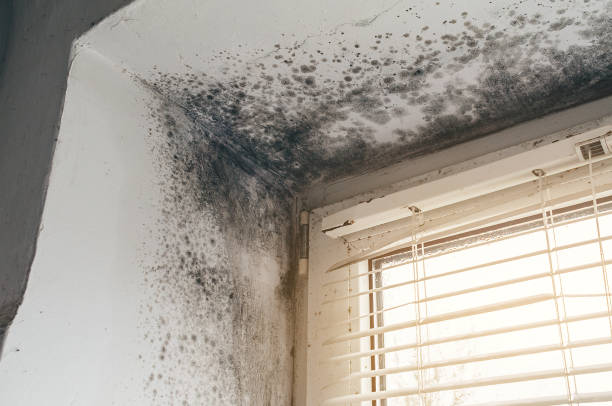 Affordable Attic Mold Removal solutions in The Colony, TX