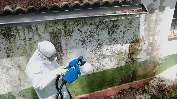 Top rated local Attic Mold Removal specialists in The Colony, TX